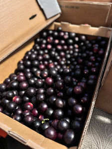 Muscadines - Red - $4 per pound