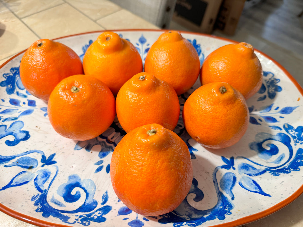 Minneola Oranges - $2 per pound