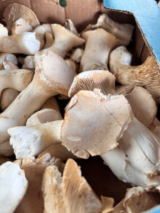 King Oyster Mushrooms - $1.25 per ounce