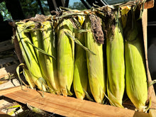 Load image into Gallery viewer, Peaches &amp; Cream Sweet Corn (Bi-Color) - $1.80 each