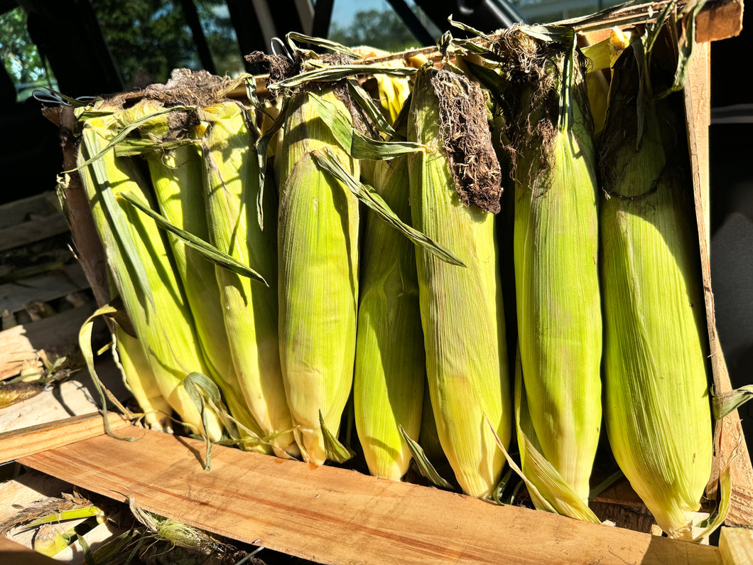 Peaches & Cream Sweet Corn (Bi-Color) - $1.80 each