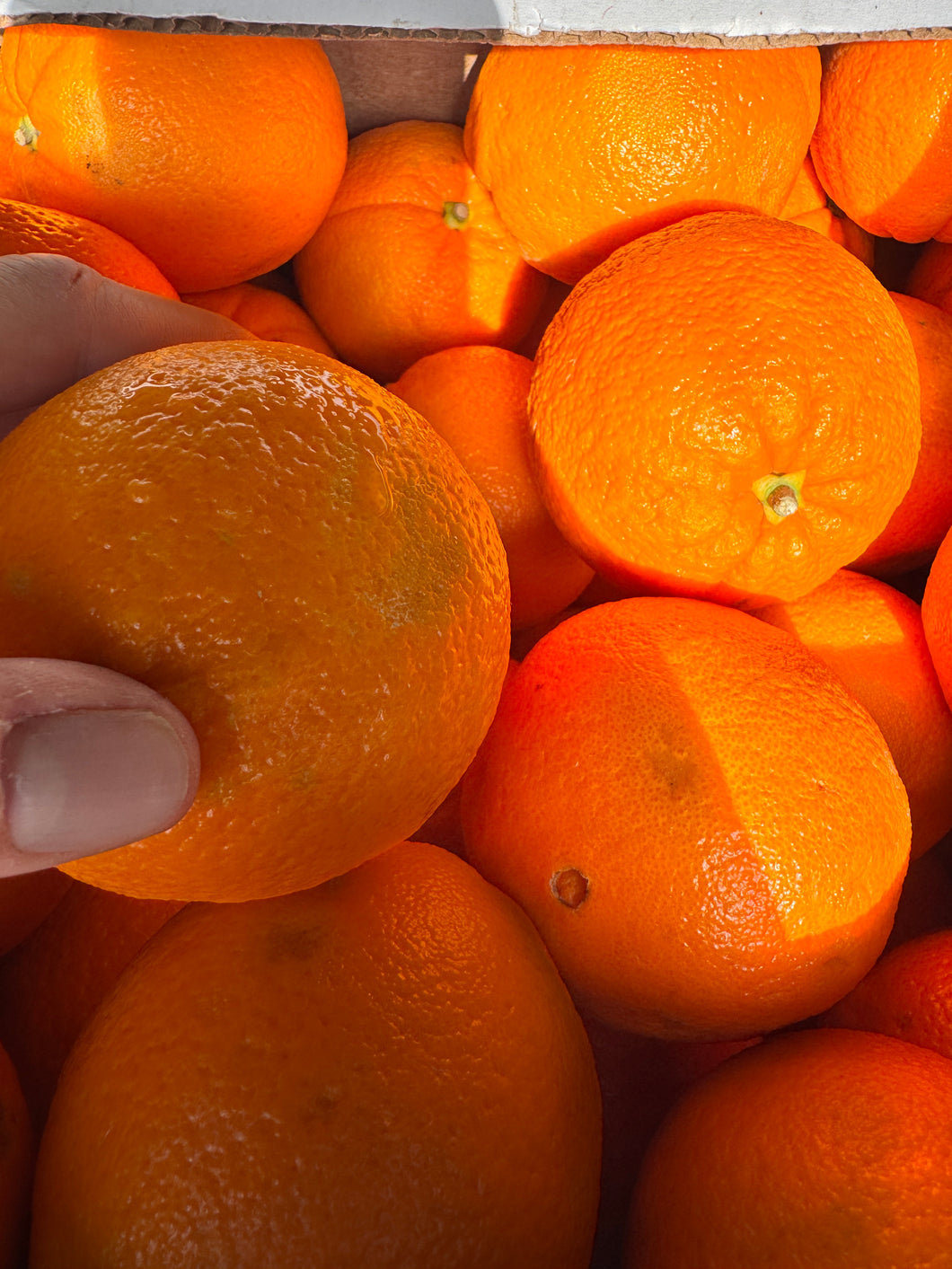 Navel Oranges (Organic Seedless) - $2 per pound